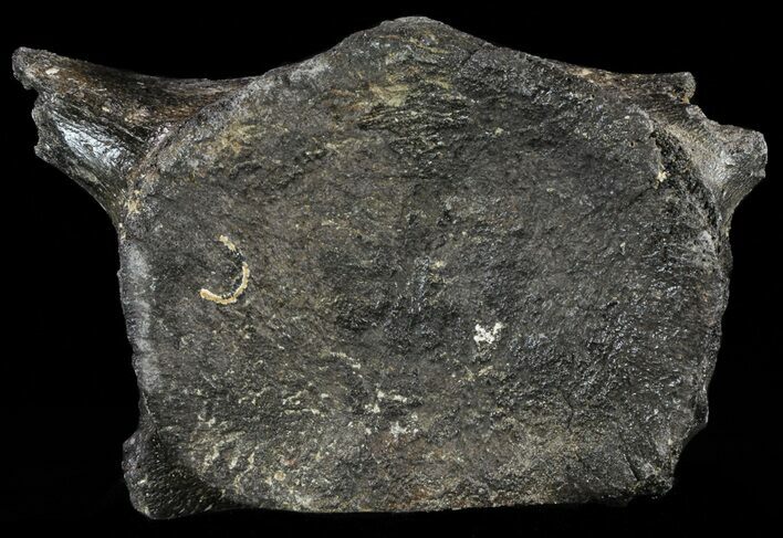 Fossil Whale Cervical Vertebrae - South Carolina #62088